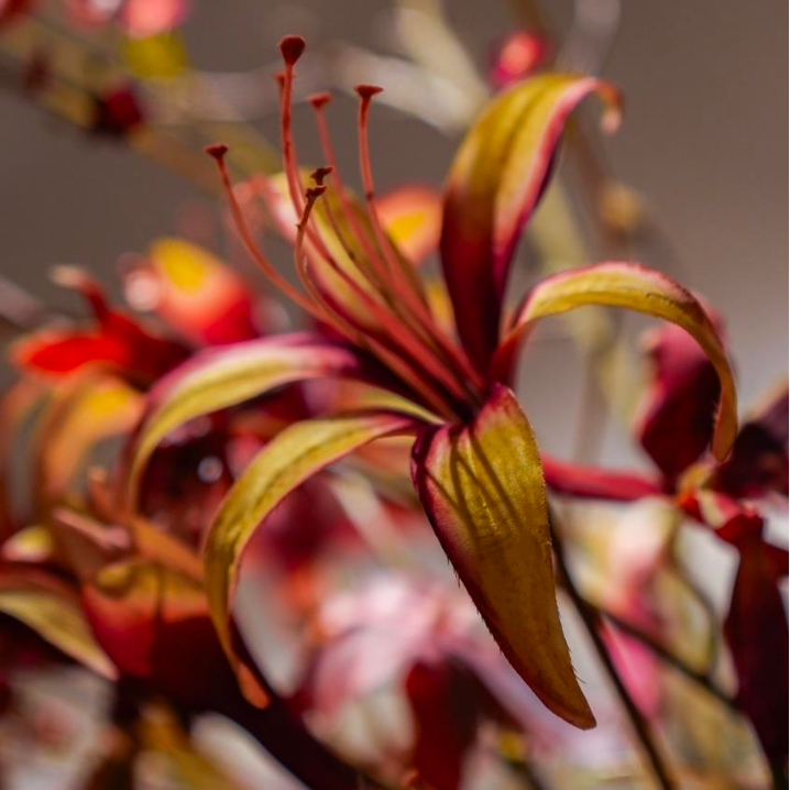 Allestimenti floreali per aziende: quando i fiori diventano parte dell'esperienza
