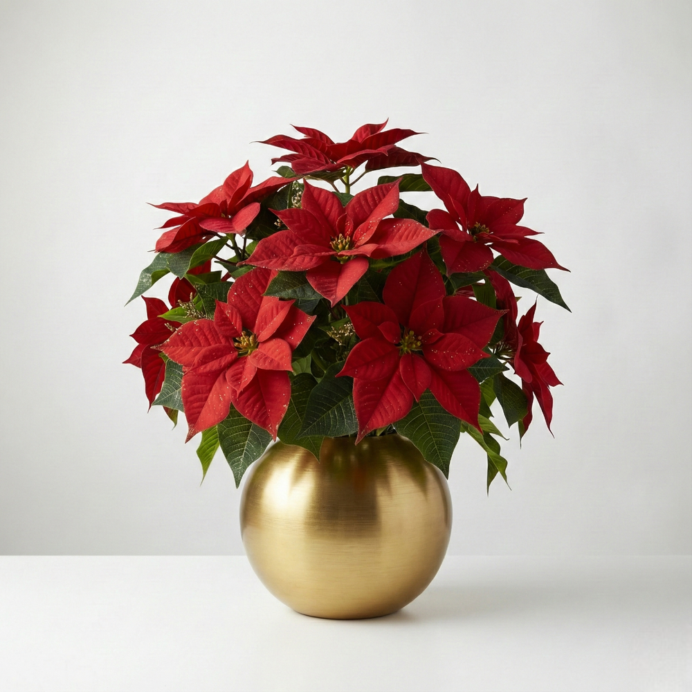 Stelle di Natale (vaso incluso)