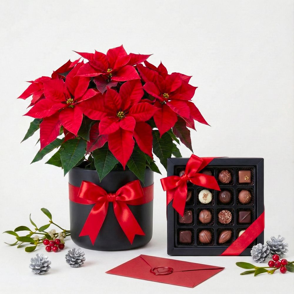 Stelle di Natale e Praline d'Autore